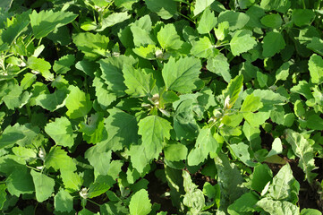 Fototapeta na wymiar White quinoa (Chenopodium album) grows in nature