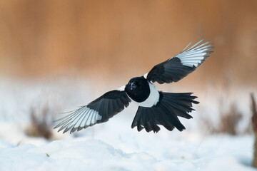 The Eurasian Magpie or Common Magpie or Pica pica on the branch with colorful background, winter...