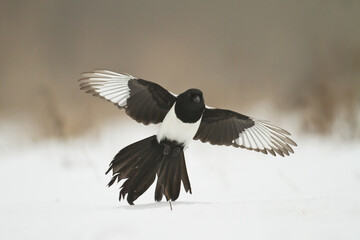 The Eurasian Magpie or Common Magpie or Pica pica on the branch with colorful background, winter time	