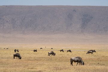 Fototapeta na wymiar Wildebeest in Tanzania