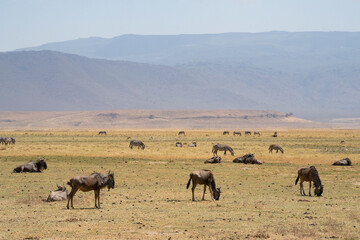 Fototapeta na wymiar Wildebeest and Zebras in Tanzania