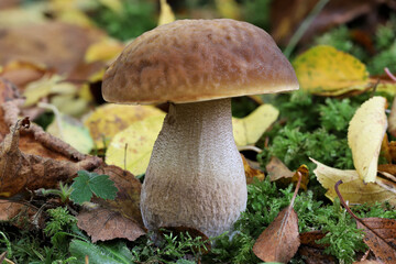birch bolete in the woods