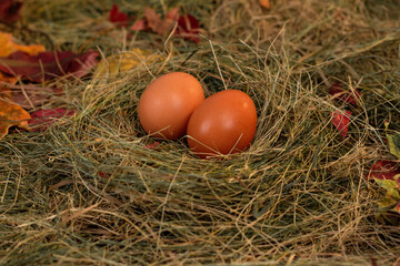 Eggs in the nest against the background of hay and dry leaves