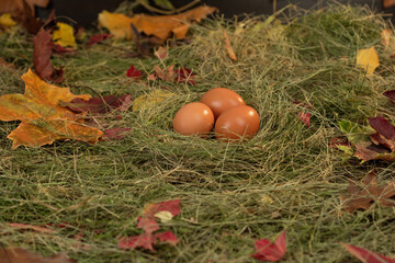 Eggs in the nest against the background of hay and dry leaves