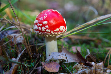 Beautiful fly agaric mushroom in forest