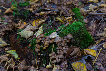 Brown small Mycena inclinata mushrooms on old stump in forest.