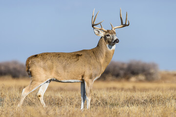Colorado Wildlife. Wild Deer on the High Plains of Colorado. White-tailed buck in tall prairie grass.
