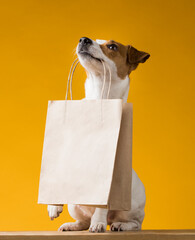 Portrait of a Jack Russell Terrier dog with a paper bag in his mouth on a yellow background. Copy...