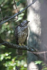 Brown Tail Hawk