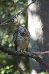Brown Tail Hawk