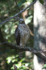 Brown Tail Hawk