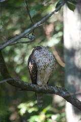 Brown Tail Hawk