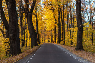 Road in the autumn forest