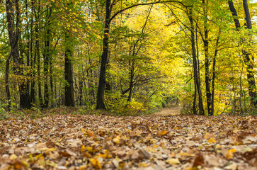Fototapeta premium A path covered with leaves in an autumn forest - Golden Polish Autumn