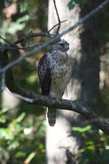 Brown Tail Hawk
