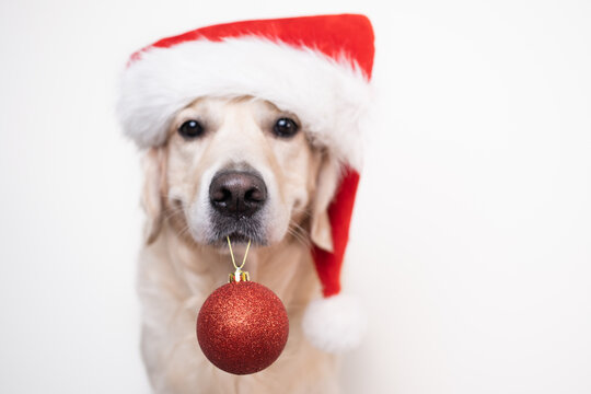 Cute Christmas dog wearing a red Santa hat sits on a white background holding a Christmas tree ball. Christmas or New Year card with a golden retriever.