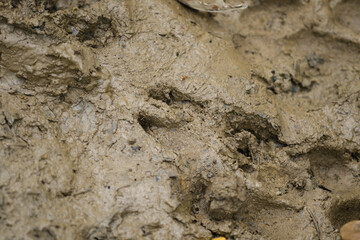 wild boar footprint in the mud