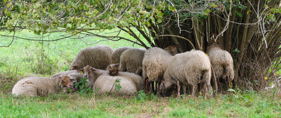 Flock of sheep in the shade of a hazel tree