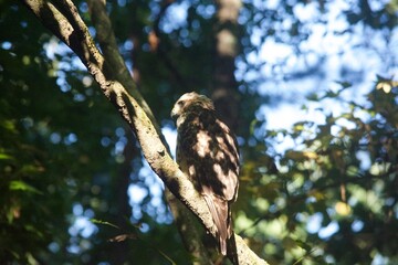 Brown Tail Hawk