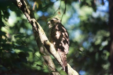 Brown Tail Hawk