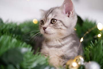 Cute Christmas kitten playing on a green Christmas tree with glowing garland. Postcard with a Scottish cat for New Year and Christmas