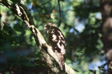 Brown Tail Hawk