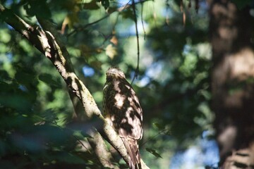 Brown Tail Hawk