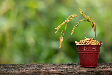 Paddy and ear of rice on nature background.