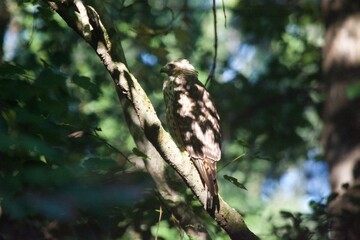 Brown Tail Hawk