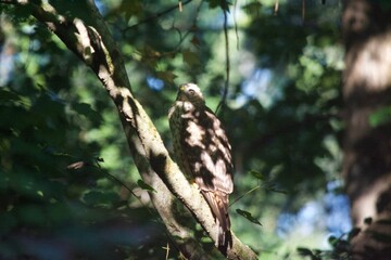 Brown Tail Hawk