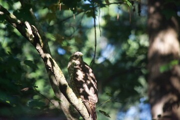 Brown Tail Hawk