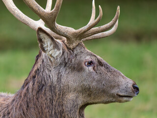 Red Deer Stag Head
