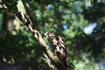 Brown Tail Hawk