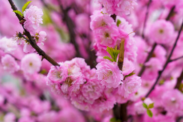 Blossoming sakura tree flower with selective focus on blurred background. Defocused backdrop copy space
