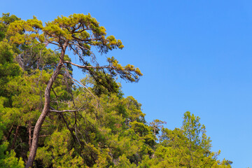 Green coniferous plants in the mountainous part of the Turkish Mediterranean coast. Atmospheric landscape