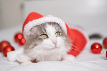 A Christmas gray cat sleeps on a white bed with red Christmas tree balls. Postcard with a cute cat for New Year and Christmas