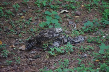 Brown Tail Hawk