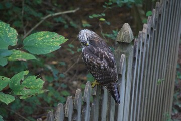 Brown Tail Hawk