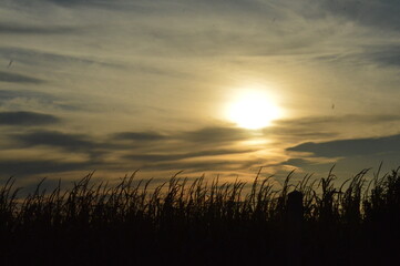 Fototapeta premium sunset in the field