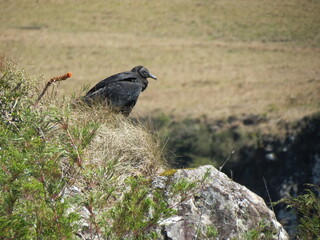 Vulture