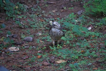 Brown Tail Hawk