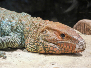 The head of a very colorful agama lizard