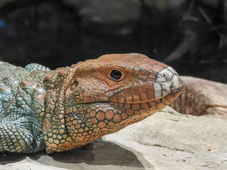 The head of a very colorful agama lizard