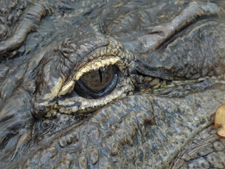 Alligator sunning itself in the Okefenokee Swamp