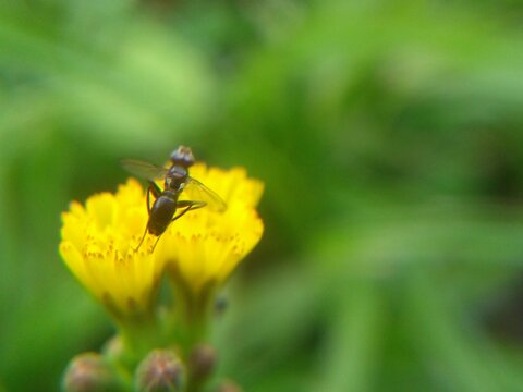 flora y fauna
