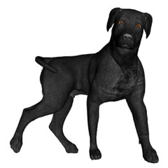 Black labrador dog standing - 3D render