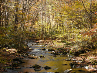 Autumn colors on a river in Cataloochee Valley, North Carolina