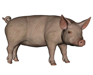 Pig standing - 3D render