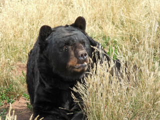 Black bear in Bear Country in Rapid City, SD