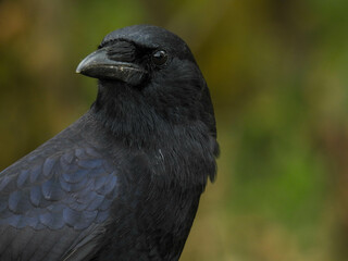 Black fish crow on a post in Cades Cove, Tennessee